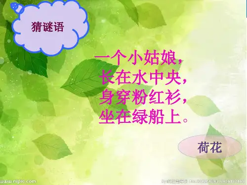 江西版美术三年级下册《荷花美》完整版通用课件(27)