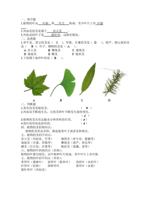 三年级下册科学试题-1.2  茎叶的生长丨鄂教版 (含答案)