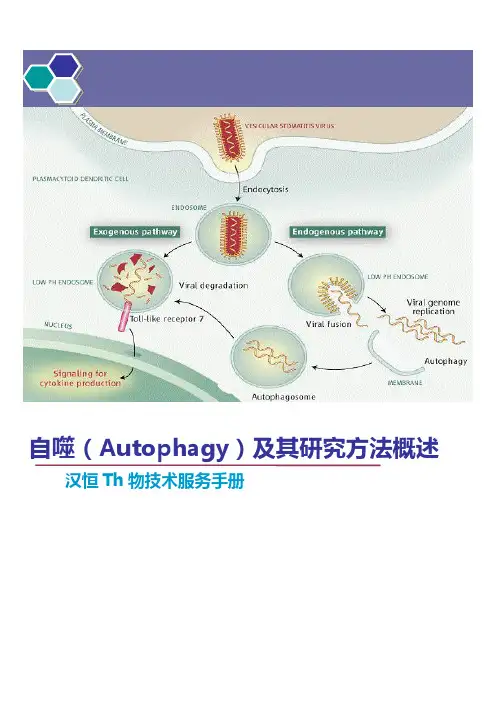 汉恒-自噬及其研究方法第三版