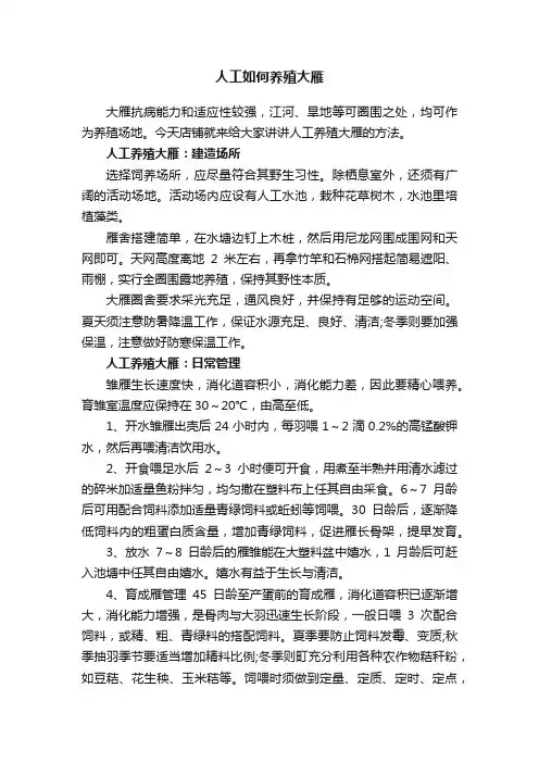 人工如何养殖大雁