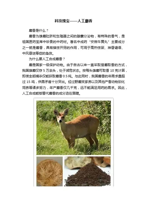 科技瑰宝——人工麝香