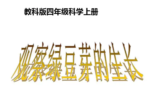 (教科版)四年级科学上册课件-观察绿豆芽的生长