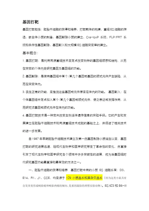 基因打靶 cre-loxp重组酶系统