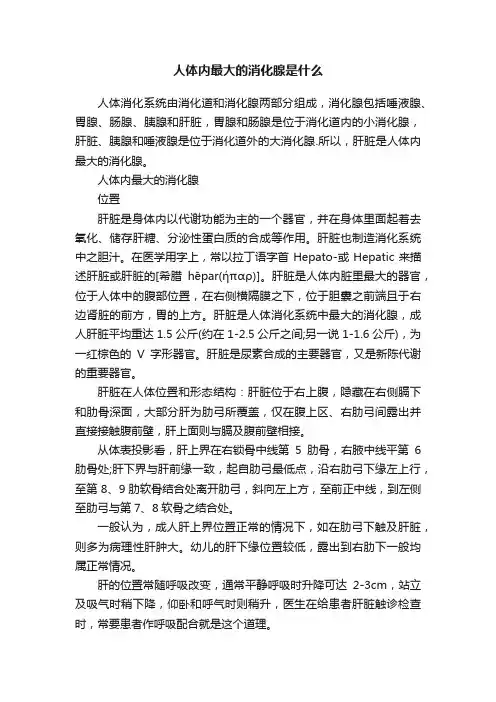 人体内最大的消化腺是什么