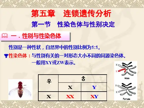 遗传学-第5章-连锁遗传分析