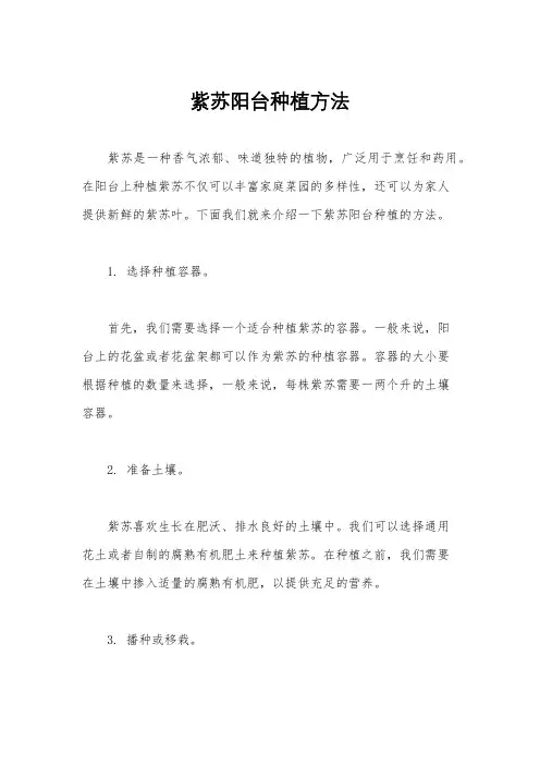 紫苏阳台种植方法