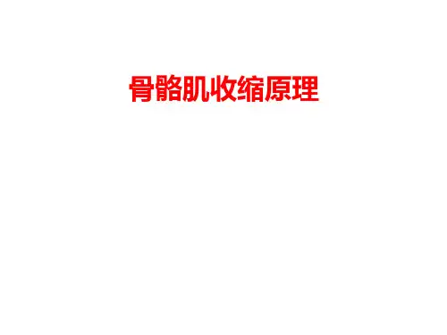 人体解剖学：骨骼肌收缩原理