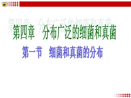 人教版生物 八年级上 《第四章 分布广泛的细菌和真菌》复习课件