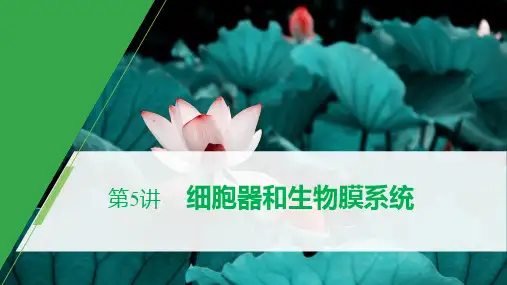 2021届   一轮复习 人教版 细胞器和生物膜系统  课件(98张)(湖北专用)