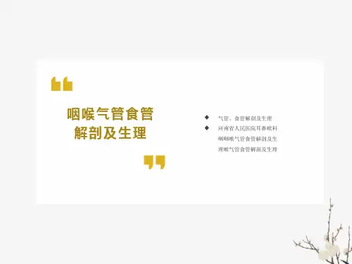 气管食管解剖