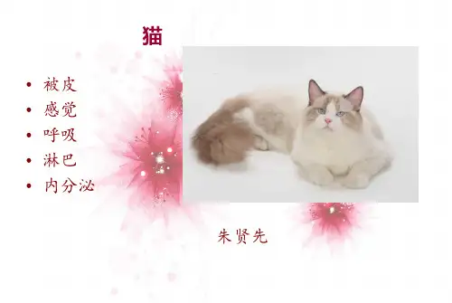 宠物解剖ppt
