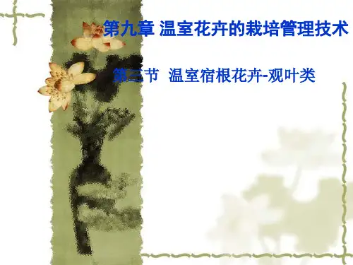 常见的观叶类温室宿根花卉