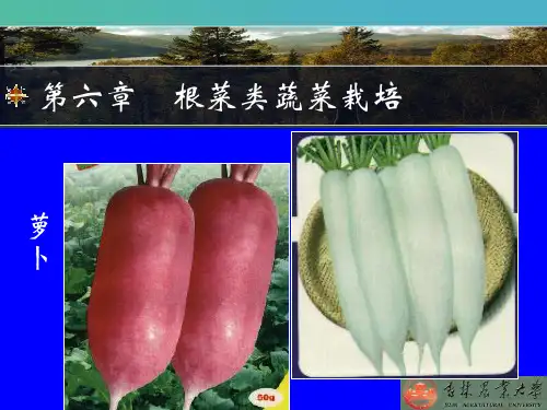 根菜类菜栽培