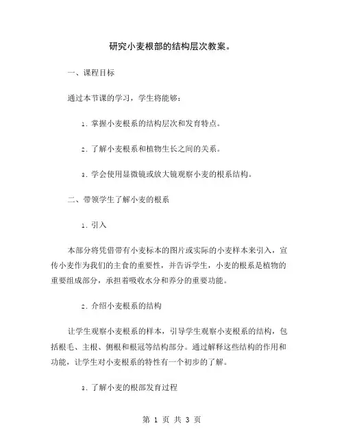 研究小麦根部的结构层次教案