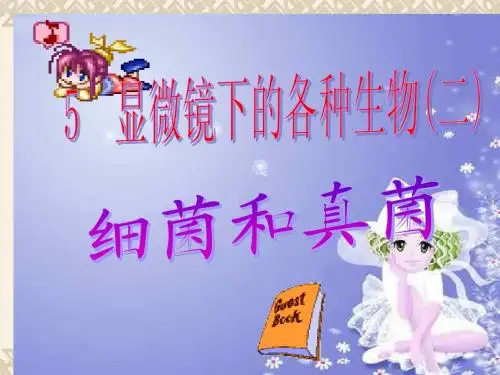 七年级科学上册 2.5显微镜下的各种生物第二课时课件 浙教版