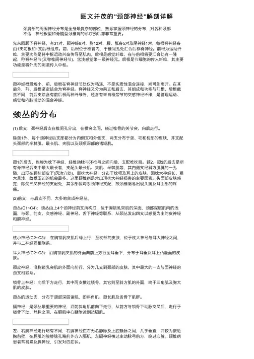图文并茂的“颈部神经“解剖详解