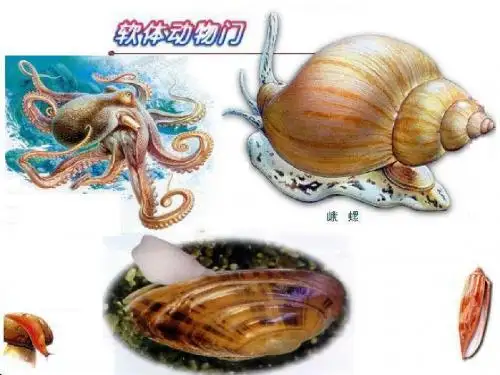 【生物课件】软体动物
