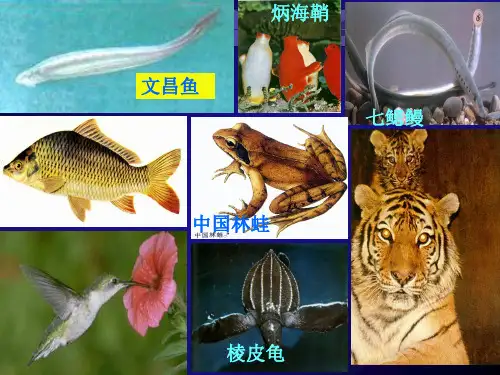 15脊索动物门概述