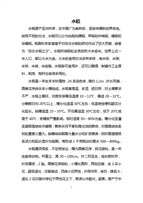 水稻