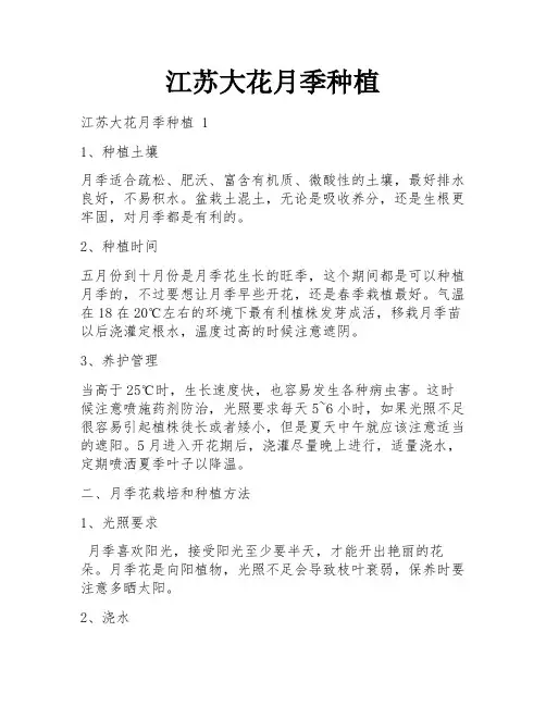 江苏大花月季种植