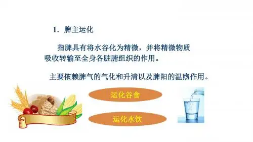 中医基础理论之脾