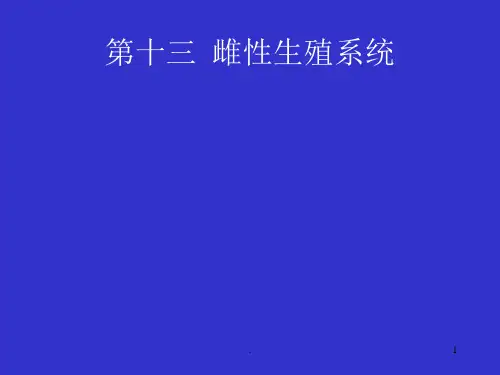 雌性生殖系统PPT课件 