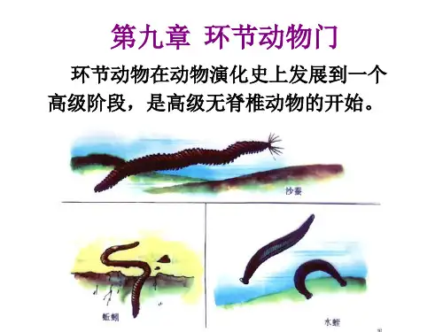 刘凌云普通动物学 第9章 环节动物门