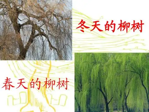 《柳树醒了》(第一课时)
