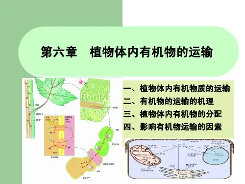 植物体内有机物的运输与分配