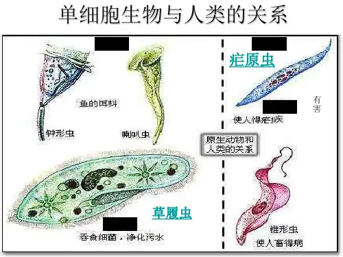 探究草履虫对外界刺激作出的反应(PPT)2-2