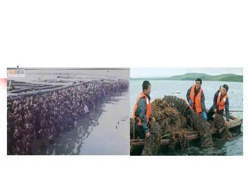 第六七章海水养殖贝类甲壳类养殖PPT课件