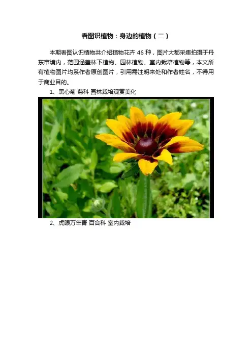 看图识植物：身边的植物（二）