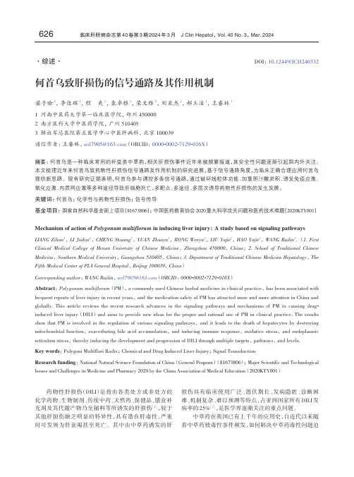 何首乌致肝损伤的信号通路及其作用机制
