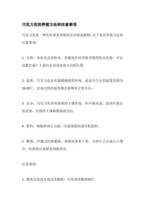 巧克力花的养殖方法和注意事项