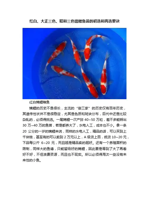 红白、大正三色、昭和三色锦鲤鱼苗的初选和再选要诀