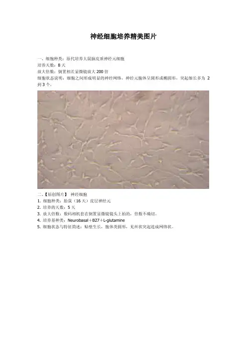 神经细胞图片集锦（高清）