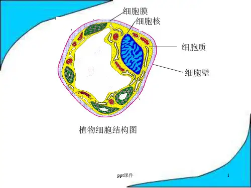 植物细胞结构图  ppt课件