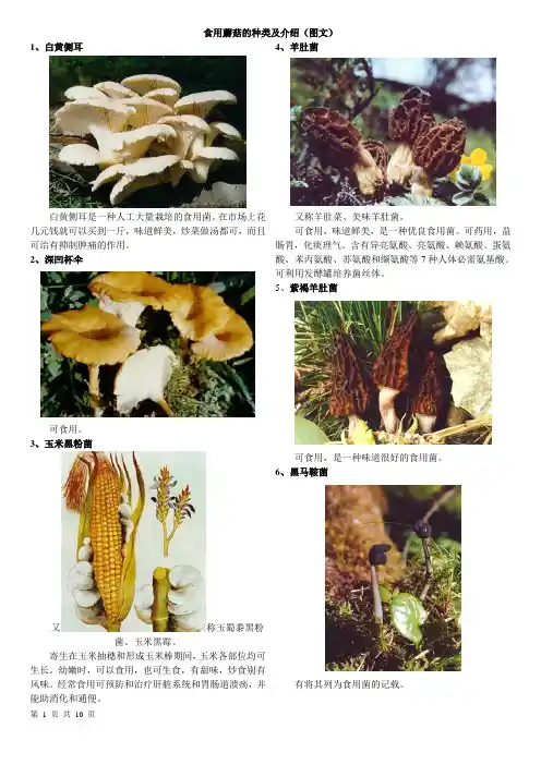 食用蘑菇的种类及介绍(图文)
