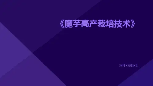 魔芋高产栽培技术