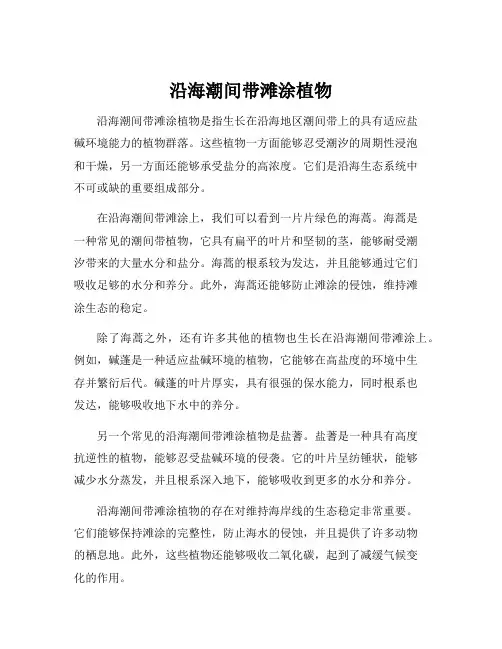 沿海潮间带滩涂植物