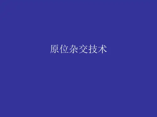 07原位杂交技术