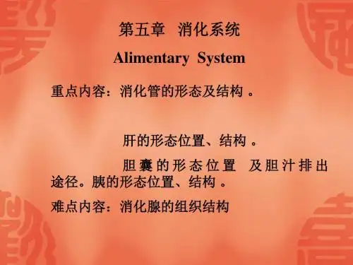 第五章消化系统