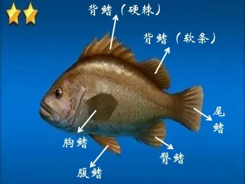 烹饪原料知识课件第五章第二节  常用海洋鱼类的品种