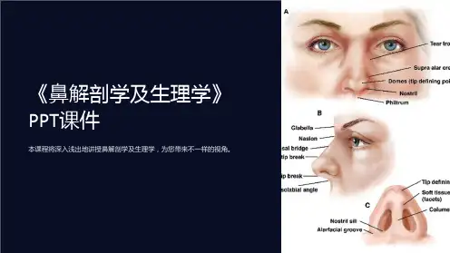 《鼻解剖学及生理学》课件