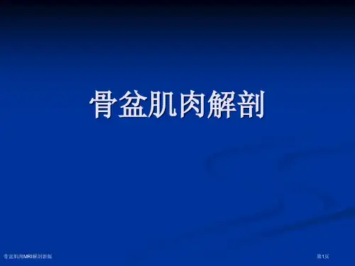 骨盆肌肉MRI解剖新版