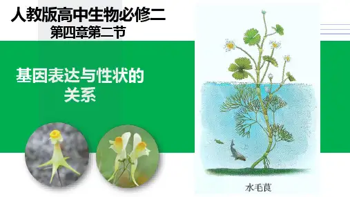4.2 基因表达与性状的关系-高一生物下学期课件(人教版2019必修2)