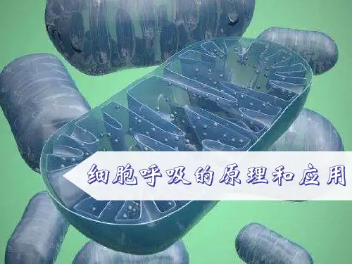 【课件】细胞呼吸的原理和应用课件-2022-2023学年高一上学期生物人教版(2019)必修1