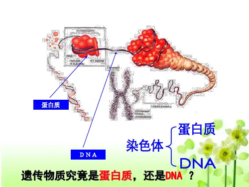 肺炎双球菌的转化实验完整版本