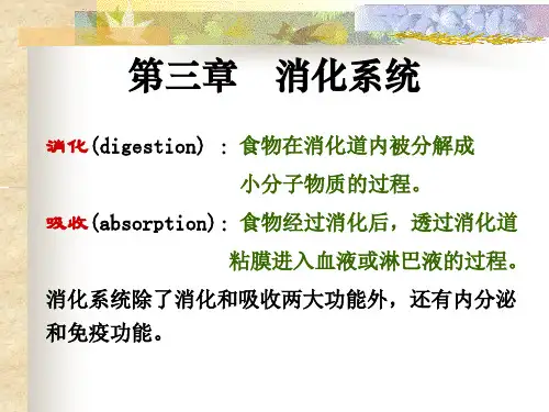 人体解剖生理学 消化系统