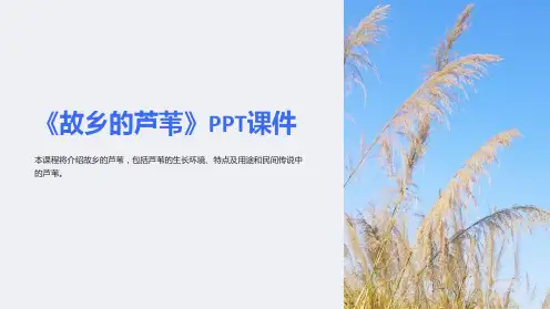 《故乡的芦苇》课件
